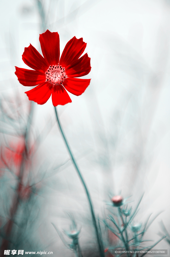 秋英花