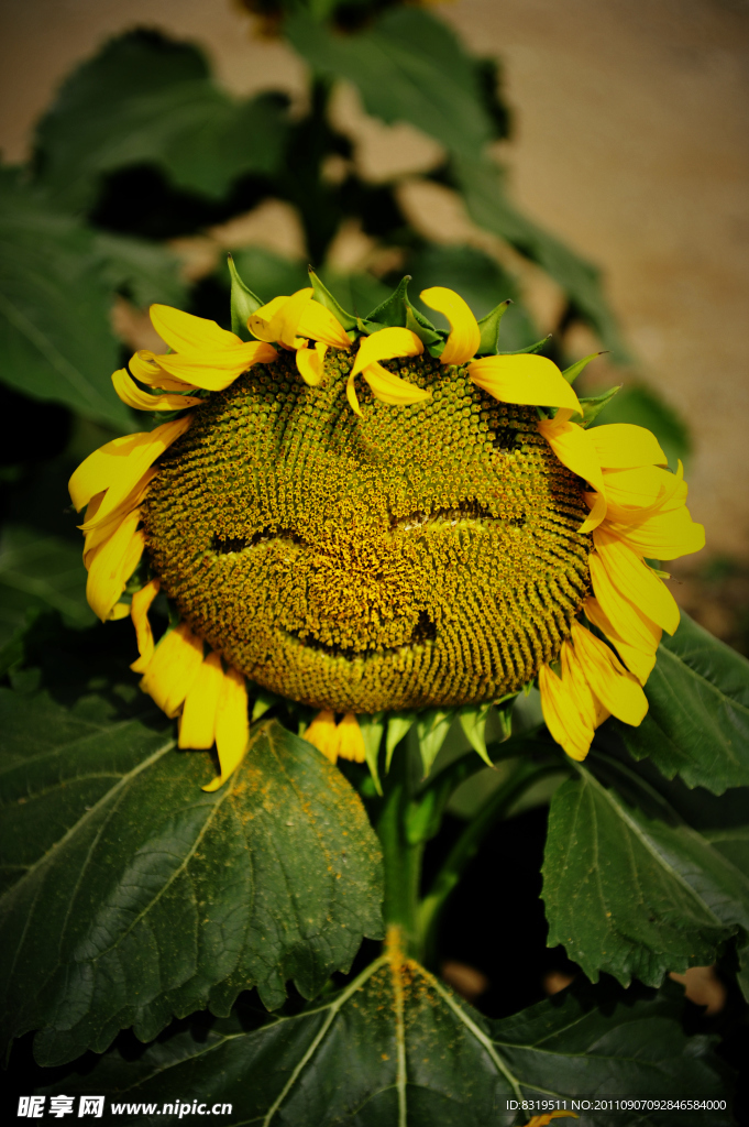 微笑的向日葵