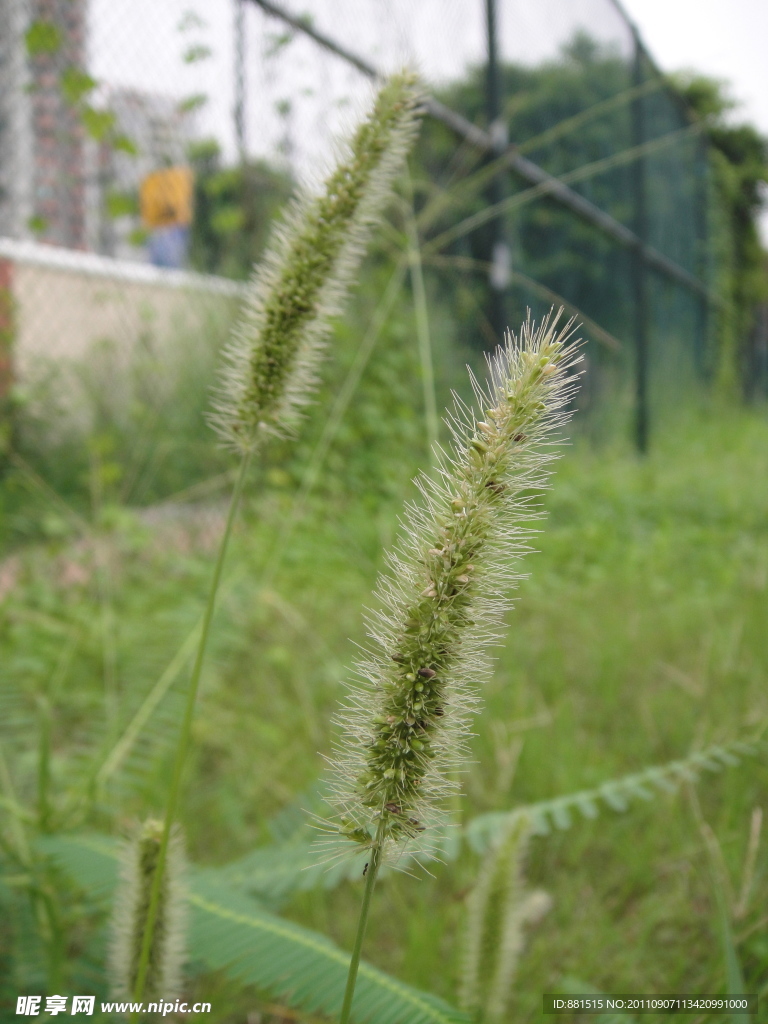 狗尾草