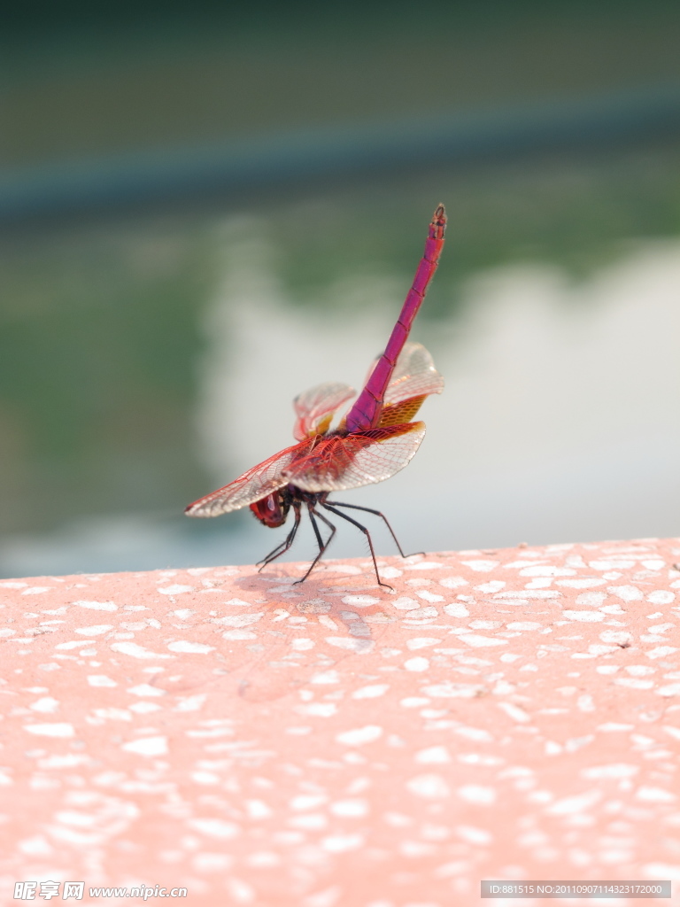 红蜻蜓
