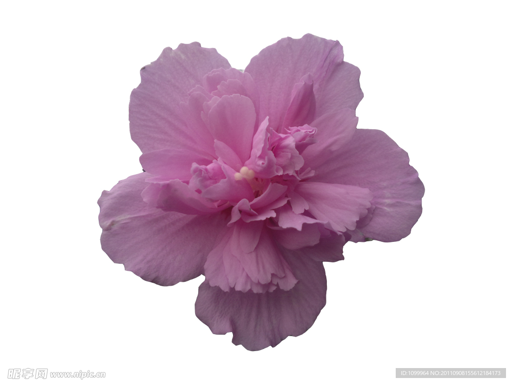 木槿花