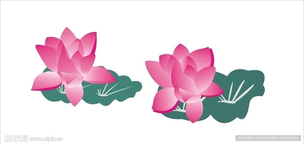 荷花