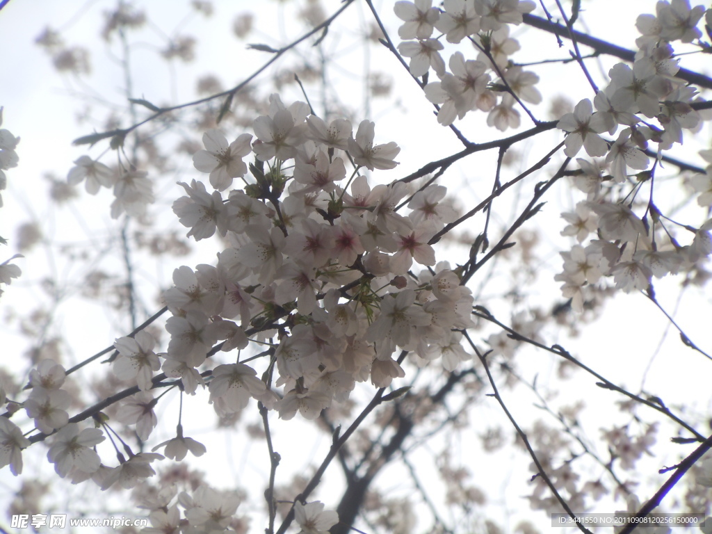 樱花