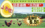 柴鸡蛋