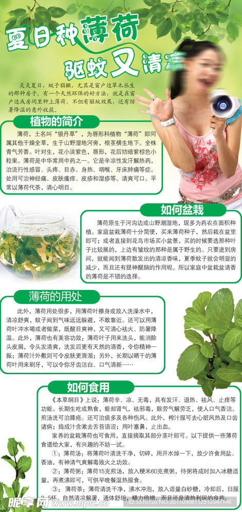 夏日薄荷宣传册