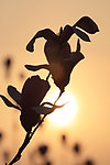 夕阳下的花朵