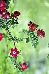 花 蔷薇