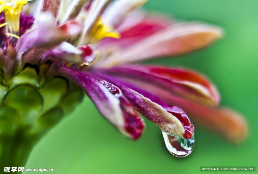 花 花瓣