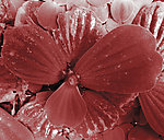 花瓣