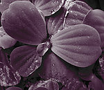 花瓣