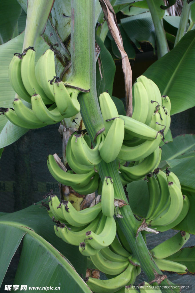 香蕉