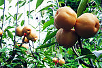 黄花梨