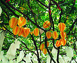 杨桃