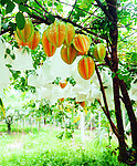 杨桃