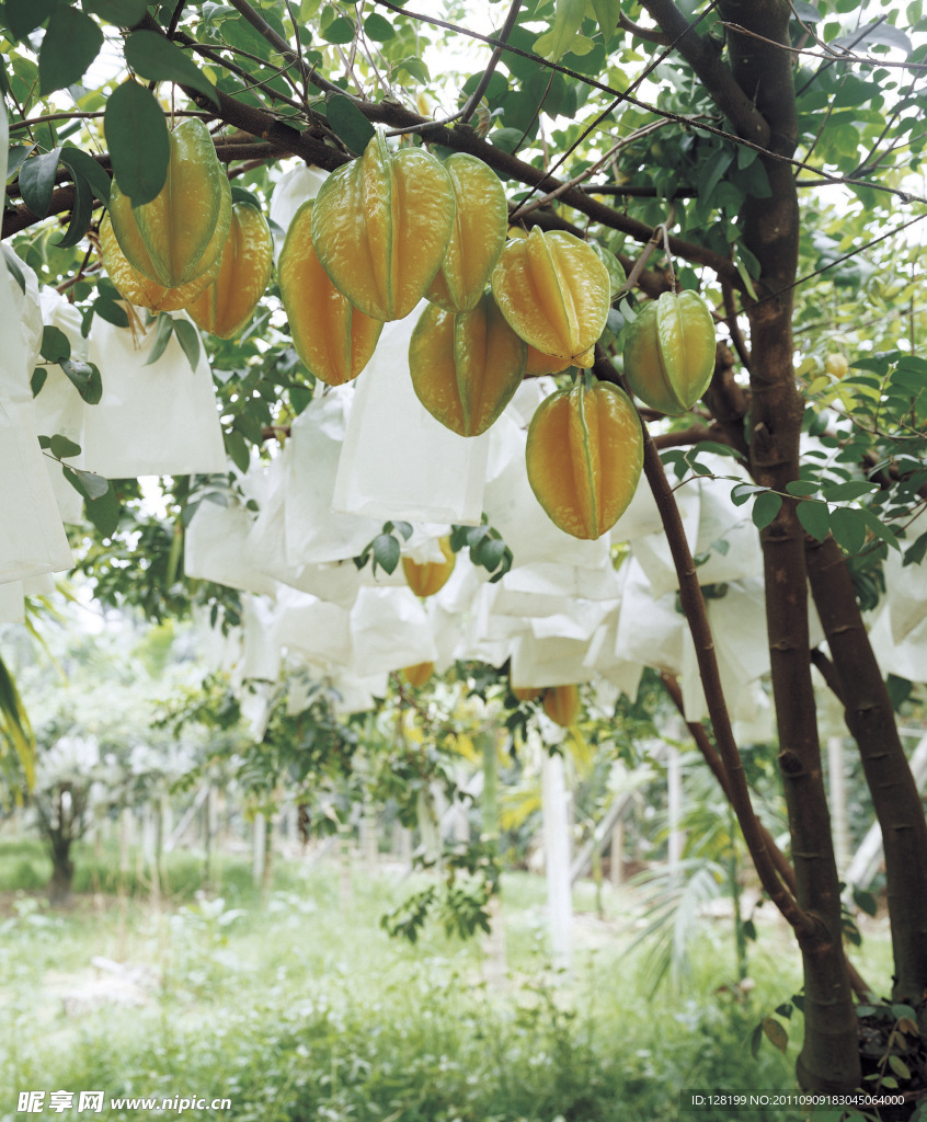 杨桃