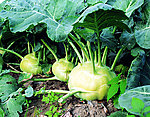 大头菜