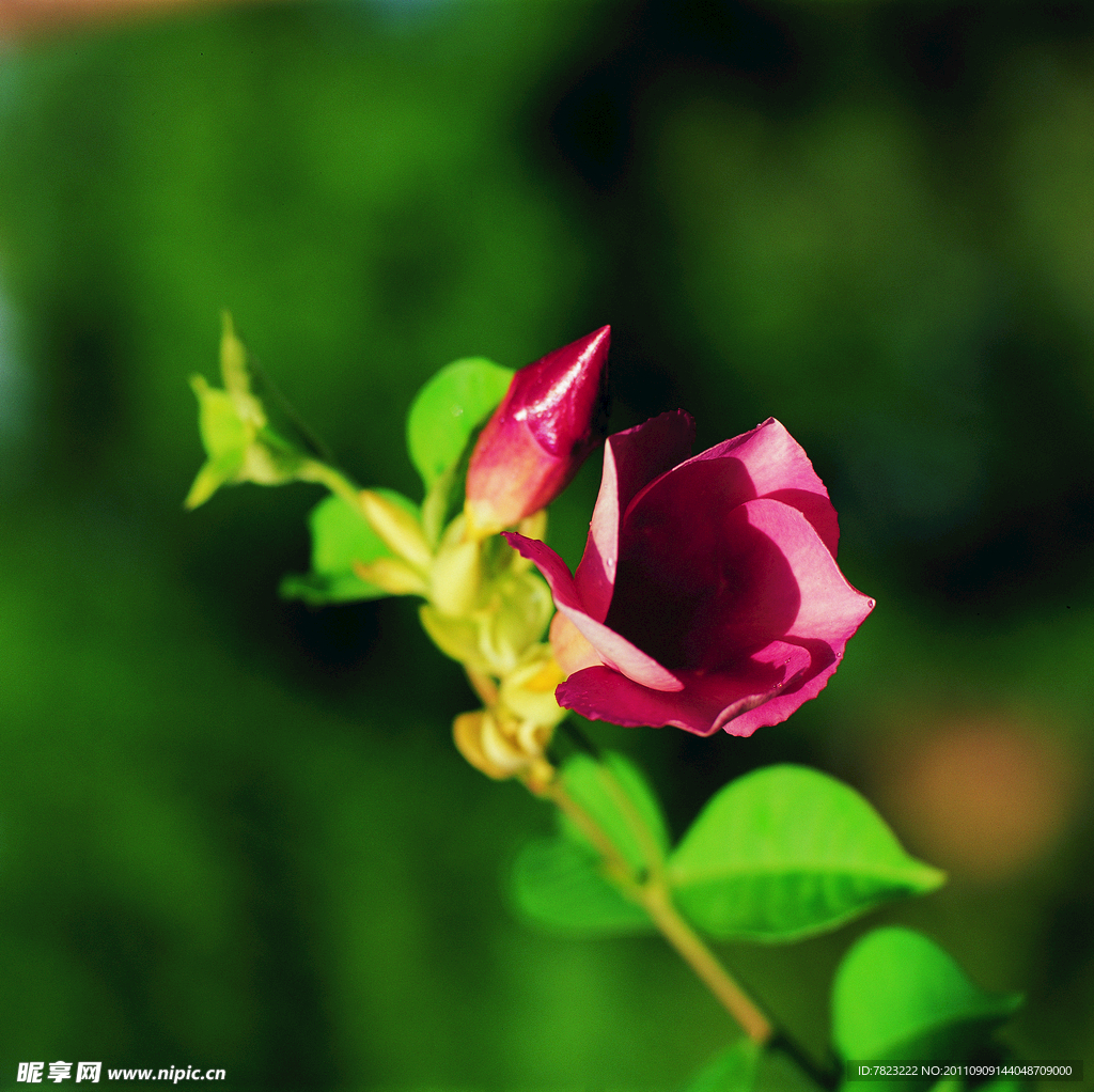 一枝花