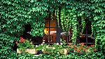 爬山虎