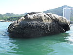海鸥岛