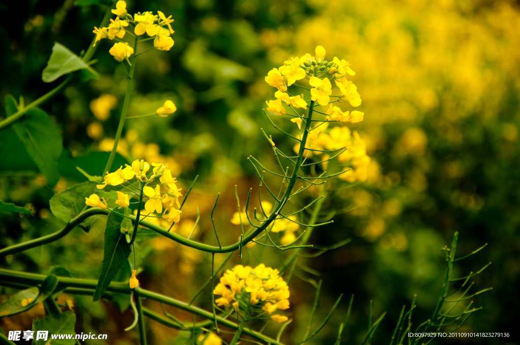 油菜花