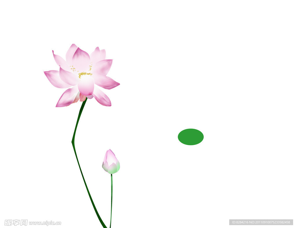 荷花