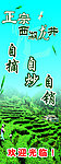 西湖龙井广告