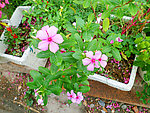 长春花