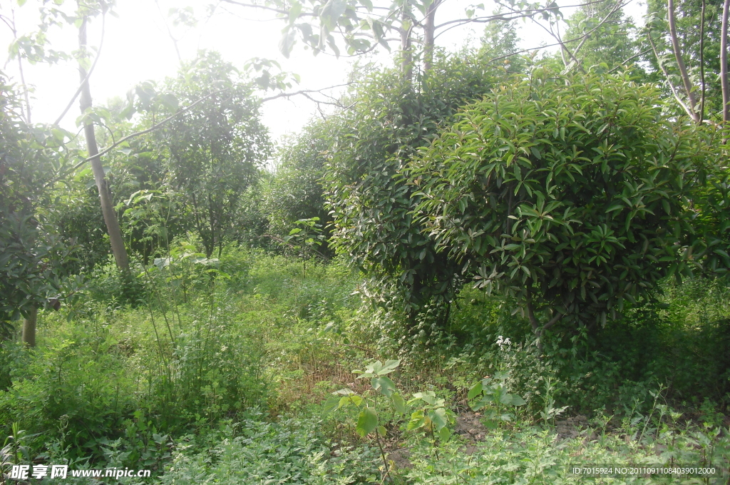 绿树风景