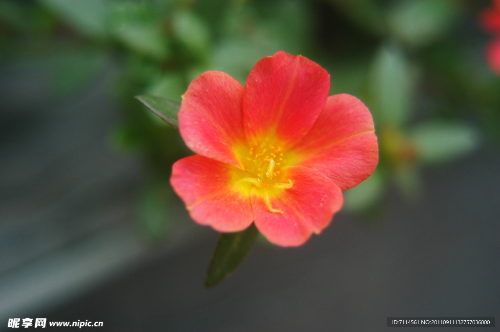 小花图片