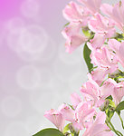 杜鹃花