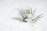 雪景小草