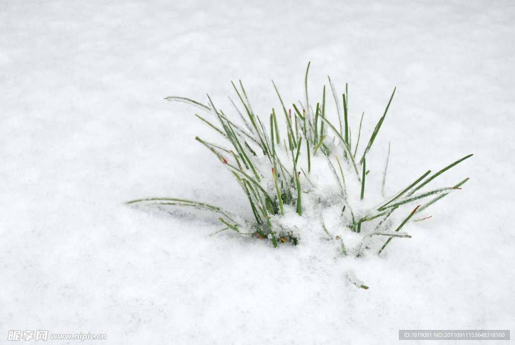 雪景小草