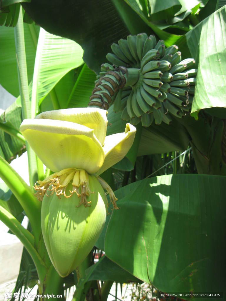 香蕉花与香蕉