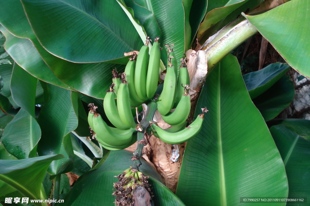 香蕉与香蕉树