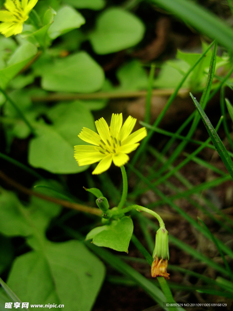 小黄花