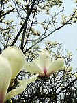 白玉兰
