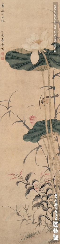 国画荷花