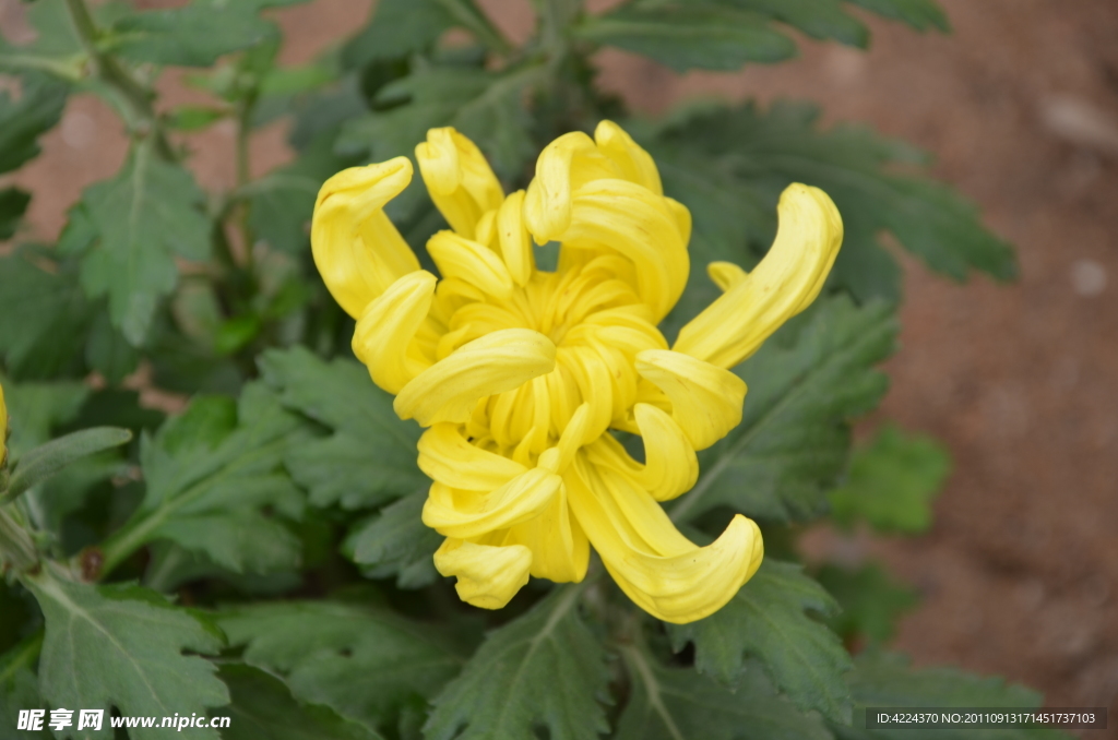 菊花