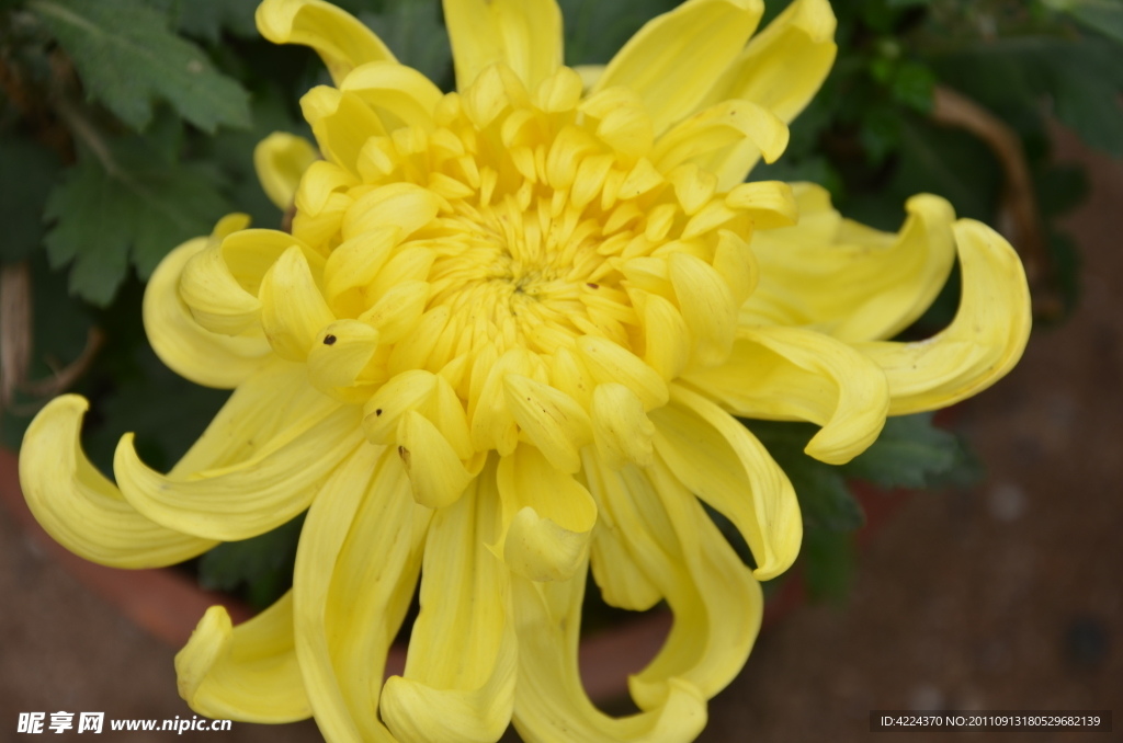 菊花