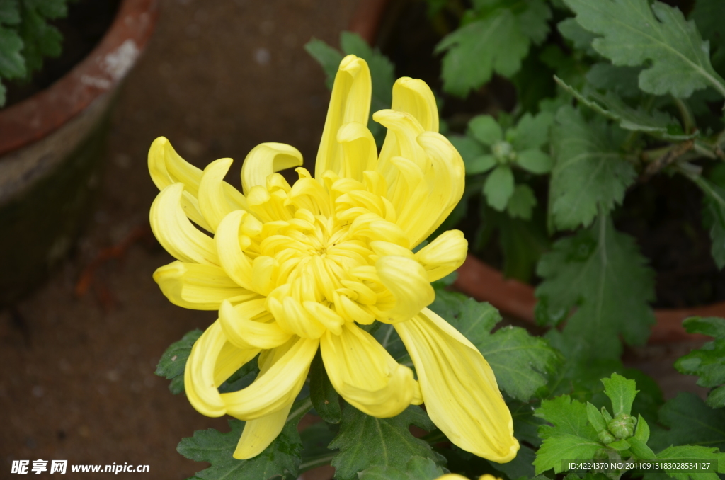 菊花