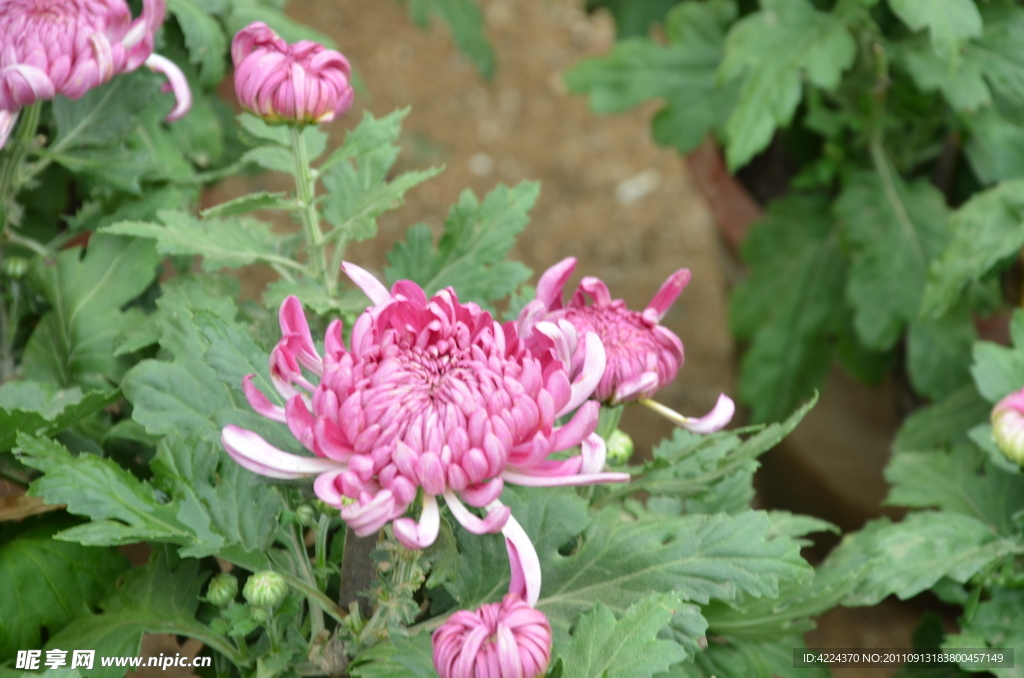 菊花