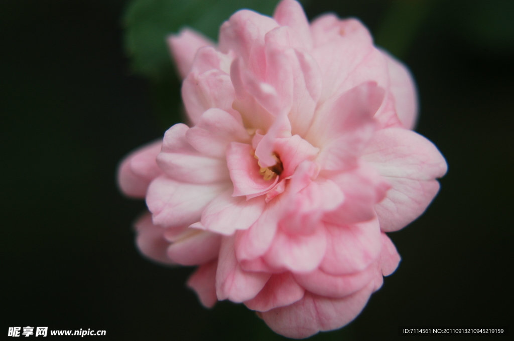 粉红花朵