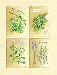 香芹 薰衣草等植物绘画