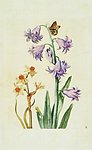 兰花 蝴蝶