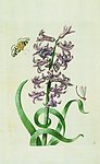 兰花 蝴蝶 蜻蜓