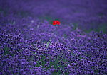 薰衣草花丛