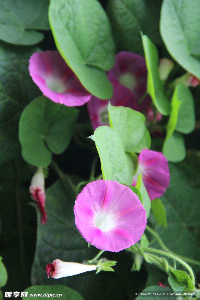 牵牛花
