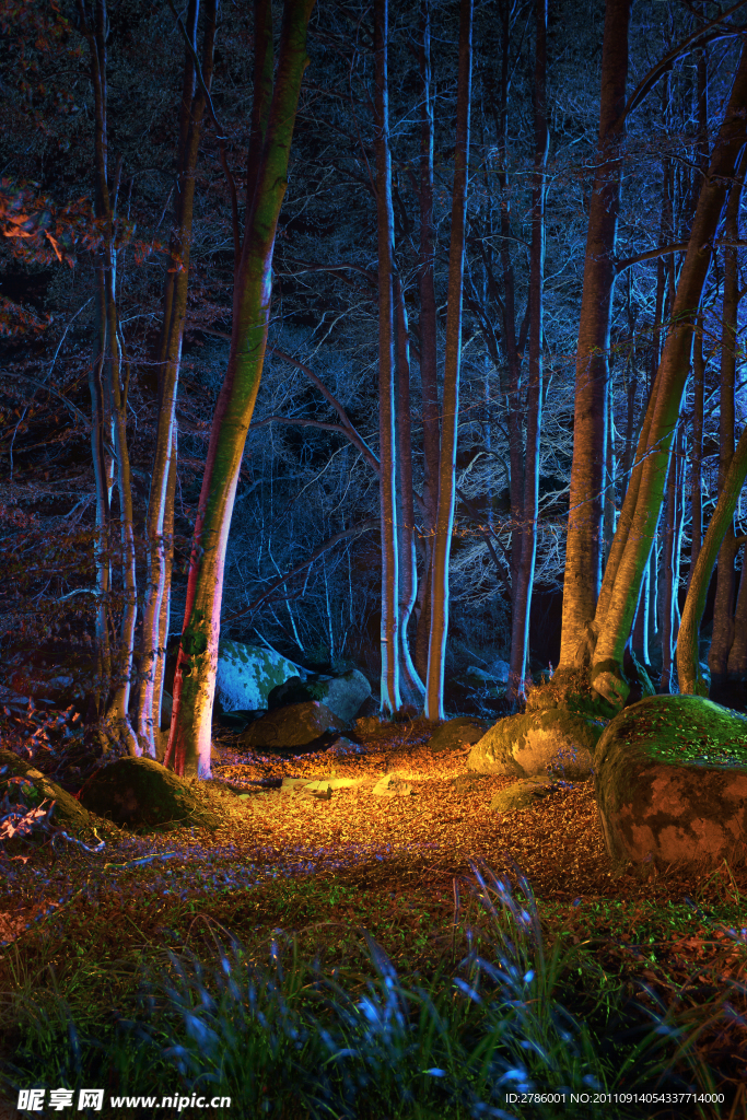 夜色下的森林