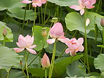 北山荷花池