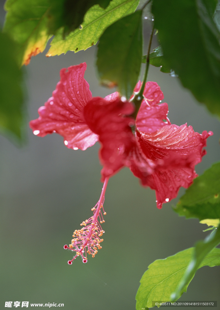 扶桑花